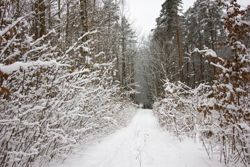 weather forecast, snowy season, snowfall, beautiful winter, winter holidays, walks in the forest, snow in the forest, global cooling, winter of the century
