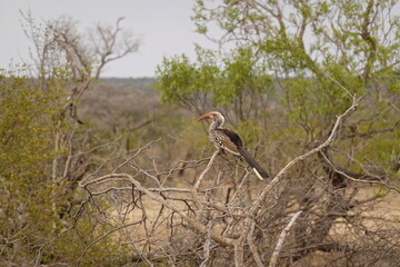 African wildlife from Krueger National Park in South Africa