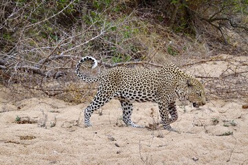 African wildlife from Krueger National Park in South Africa