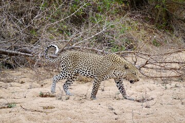 African wildlife from Krueger National Park in South Africa