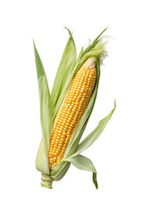 Ripe yellow corn on the cob