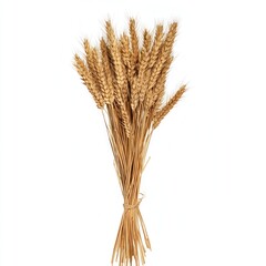 Fototapeta premium Wheat stalk transparent clipart