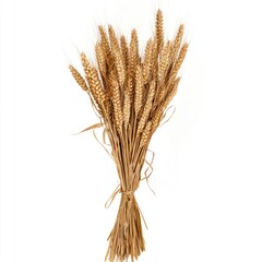 Fototapeta premium Wheat stalk transparent clipart