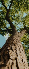 Obraz premium A towering tree stretches upwards, showcasing its textured bark and vibrant green leaves against a clear blue sky.