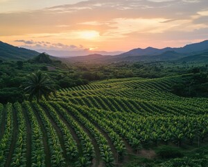 Naklejka premium Breathtaking sunset over a serene vineyard with silhouetted grapevines against a colorful sky