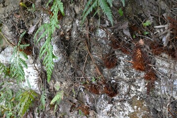 Gleichenia japonica (Ferns) leaves. Pteridophyta perennial plants.
They grow in clusters in the shade of forests. In Japan, they are used as auspicious plants for New Year decorations.