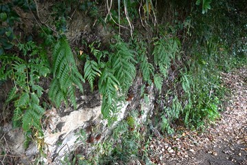 Gleichenia japonica (Ferns) leaves. Pteridophyta perennial plants.
They grow in clusters in the...