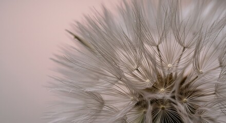 Soft light illuminates delicate dandelion seed head. AI Generated