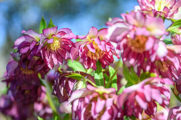 Early signs of spring, pink and maroon double bloom flowers of Hellebore, blooming in a sunny winter garden, as a nature background
