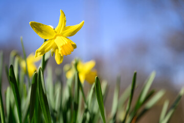 Obraz premium Early signs of spring, classic cheerful yellow flowers of daffodil plants blooming in a sunny winter garden, as a nature background 