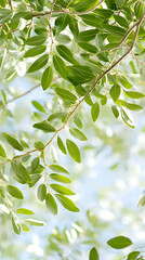 Obraz premium Lush green leaves nature setting botanical photography bright environment close-up perspective vitality concept