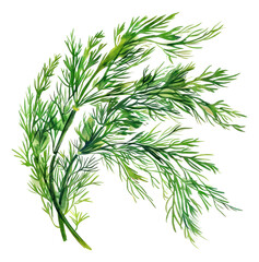 Obraz premium PNG An isolated fresh dry dill illustration ingredient plant.