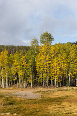 Fototapeta premium Aspen tree grove with blue sky and white clouds background