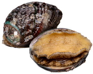 Fresh Abalones or Awabi isolated on white background, Fresh Awabi Abalones white background PNG File.