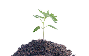 Young plant springing up out of the soil isolated on white background with clipping path.small green plant is growing