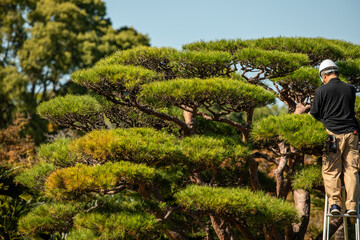 Japanese Black Pine leaves turn brown and die if they are not exposed to sunlight, so they are pruned in winter. This is a scene of Japanese Black Pine pruning work.