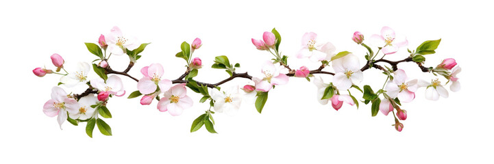 Obraz premium PNG Apple blossom flower arrangement border blossoms flowers white.