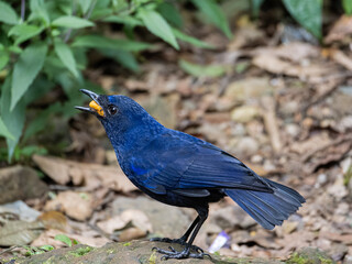 blue Javan whistling thrust bird eating food on the ground
