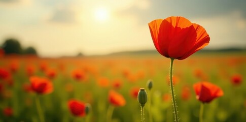 Crimson poppy in sunlit field, delicate details visible, vibrant, petal, picture