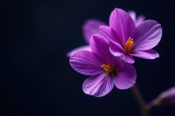 Fototapeta premium Deep purple blooms huddled close, dark background , close-up, blossoms