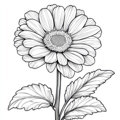 Fototapeta premium Realistic gerbera flower coloring page for kids nature printable art creative environment close-up view