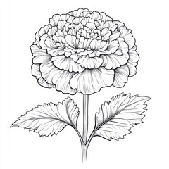 Fototapeta premium Realistic marigold coloring page for kids creative activity home detailed illustration fun learning