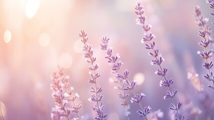 Obraz premium A soft, ethereal background with fading light in shades of white and lavender, perfect for creating a peaceful atmosphere with space.