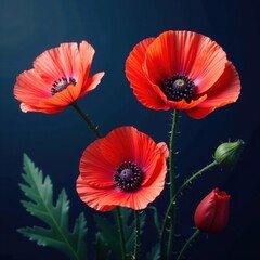 Large scale vibrant poppy blooms on dark indigo backdrop, pattern, flower wallpaper, dramatic