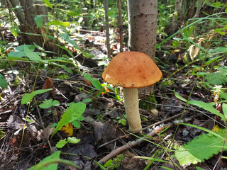 The mushrooms in the forest are large