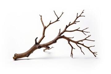Fototapeta premium Dry Branch with Twigs Isolated on White Background for Creative Use