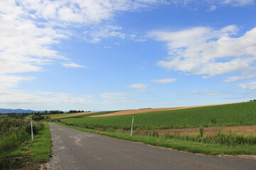 Fototapeta premium 緑の野菜畑と青空 