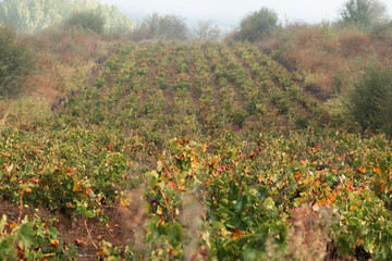 On the Camino de Santiago through the autumn vineyards around Cacabelos, Bierzo region, Autonomous Community of Castilla y León, Spain