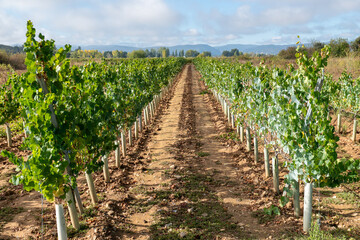 On the Camino de Santiago through the autumn vineyards around Cacabelos, Bierzo region, Autonomous Community of Castilla y León, Spain