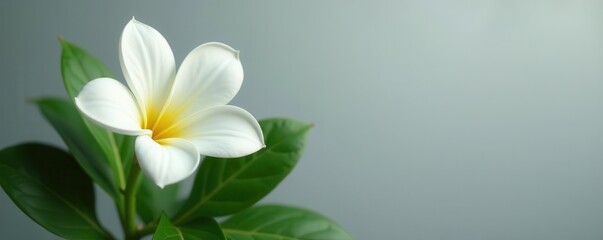 Delicate white flower against a neutral gray, lush green leaves enhance contrast, wallpaper, closeup, botanical
