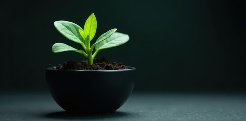 Emerald sprout in matte black container, dark setting, plant, stylish