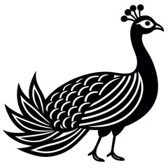 A peacock vector illustration.