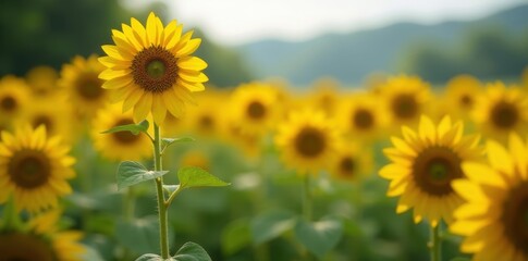 Lone sunflower bravely stands, head held high, amidst bowed brethren , different, summer, stem