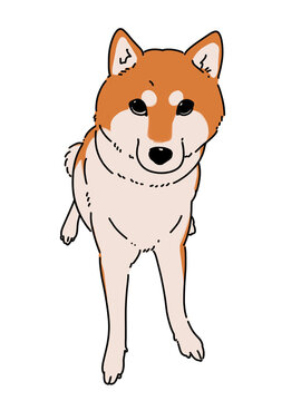 お座りをする柴犬