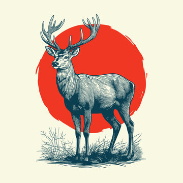 Deer illustration