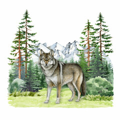 Grey wolf in coniferous forest landscape watercolor vintage style illustration. Hand drawn Canis lupus in wild nature scene. Wolf forest animal in woodland landscape with mountain range background