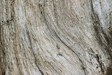 Obraz premium Large tree trunk pattern background