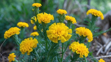 Vibrant Yellow Marigold Flowers Blooming Amidst Lush Green Nature in a Garden Setting
