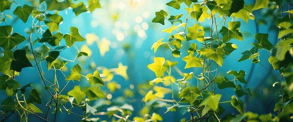 Lush Green Ivy Leaves Bathed in Soft Natural Light with a Bokeh Background Effect