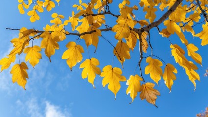 Obraz premium Vibrant yellow autumn leaves on a tree branch against a clear blue sky capturing the essence of a crisp October day