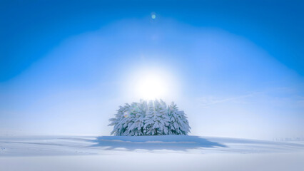 winter Snow Trees big place covered perspective