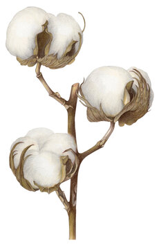 Cotton Flower