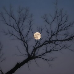 Ethereal Silhouette: A Tree Branch Framed Against the Luminous Full Moon