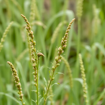 Horsetail Equisetum, genus of vascular plants, department Equisetophyta Ferns. Horsetail sways in the wind. Metamerism, alternation of nodes and internodes. Leaves reduced to scales, whorls at nodes