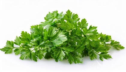 Fototapeta premium Fresh Parsley Sprigs