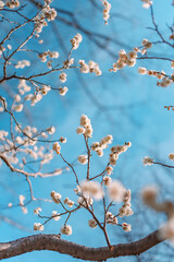 青空と白いウメの花